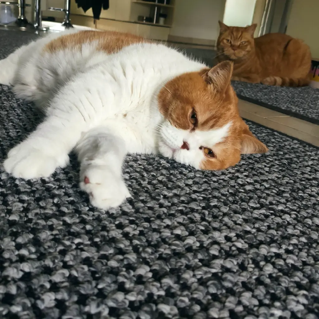 Image from Gismo