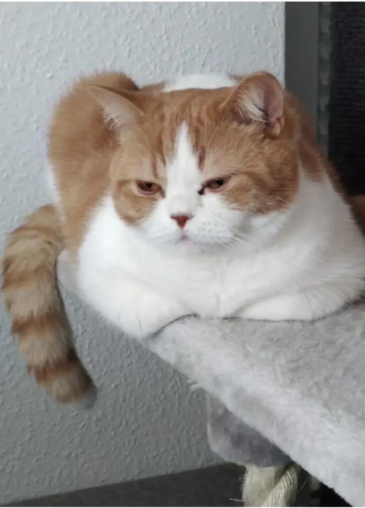 Image from Gismo