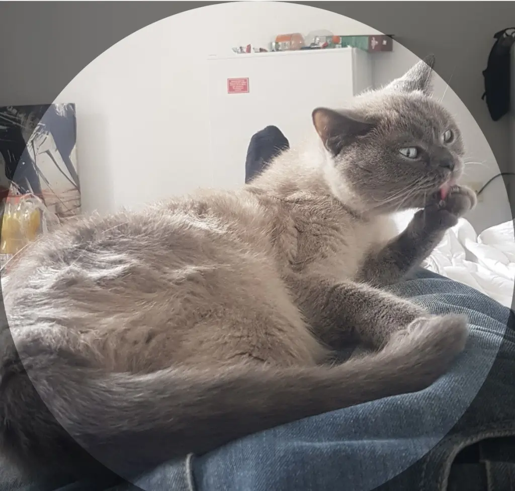 Es fehlt mir dich auf mir liegen zu spüren.