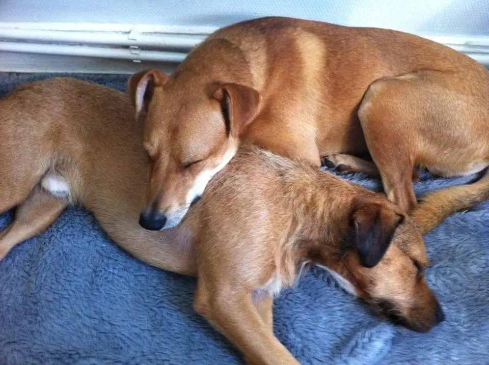 Andachtsbild von Hartwig Mardfeldt