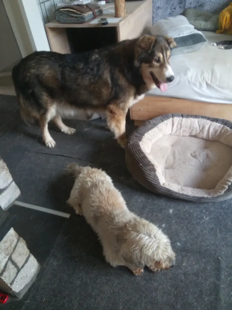 Barneby und sein Freund Enea
