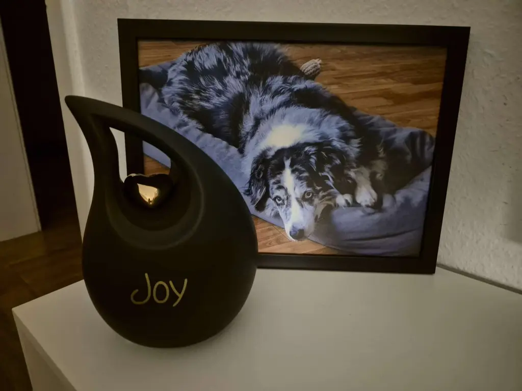 Image from Joy