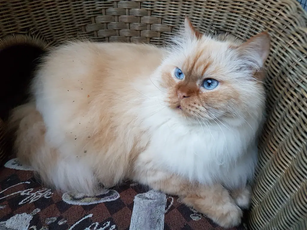 Schöne blaue Augen hat der kleine