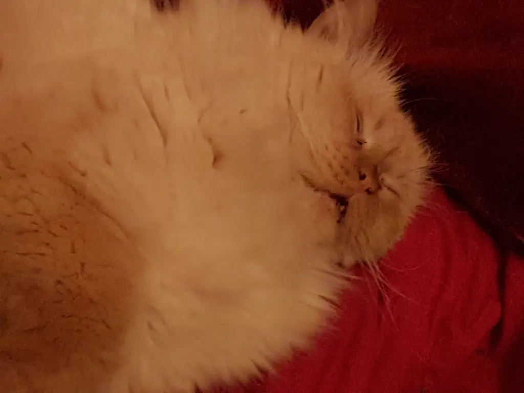 Es geht nichts über ein kurzes Schläfchen