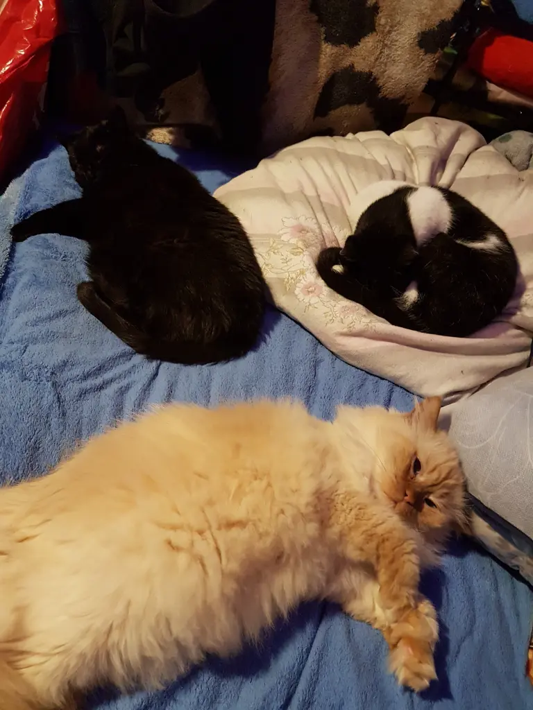 Nun sind wir alle wieder vereint