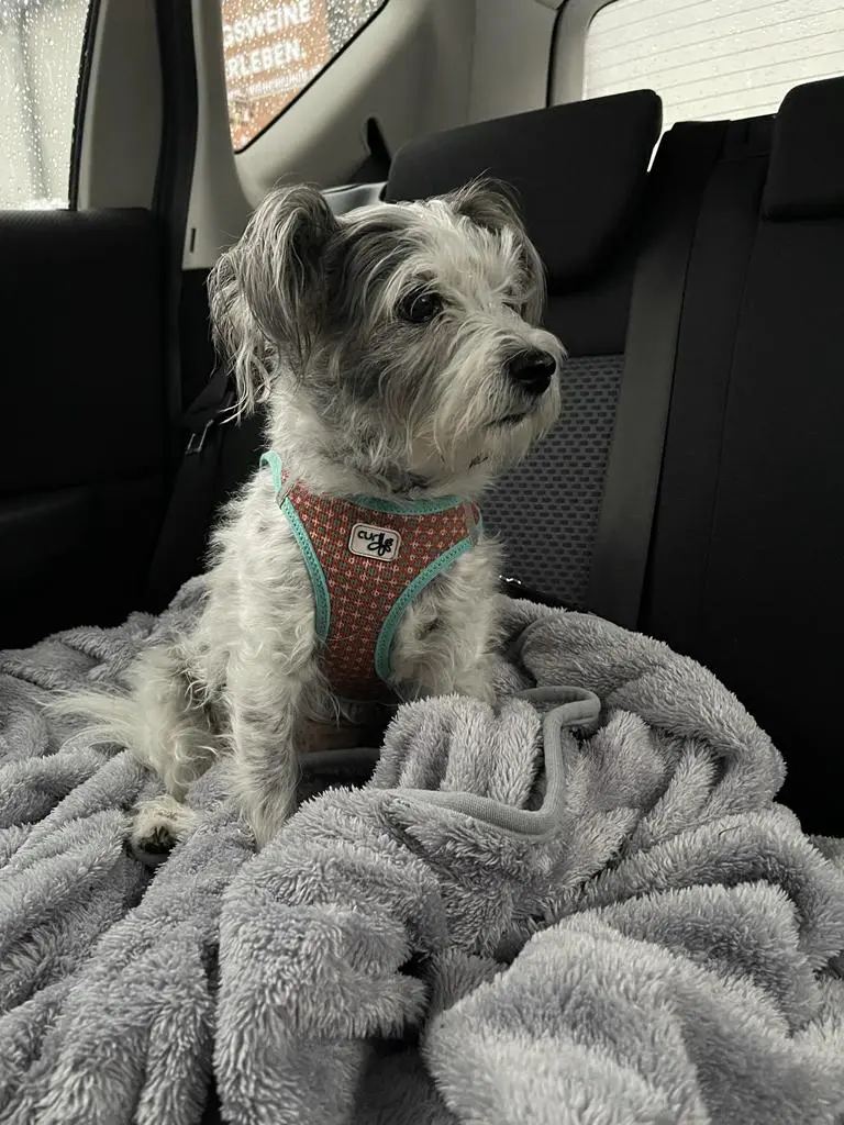 Andachtsbild von Für Frenzi🌹von Regina mit Shila tief im Herzen ❤️🌹