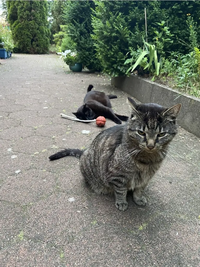 Whisky & Gizmo +2025