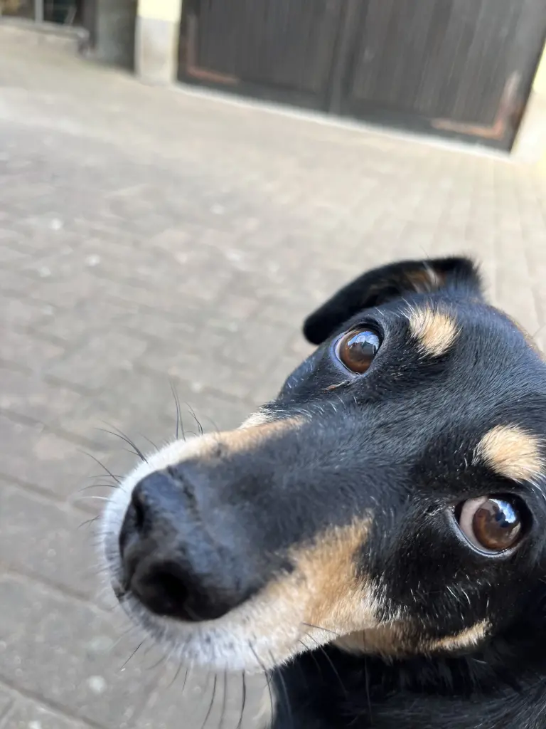 Image from Caruso