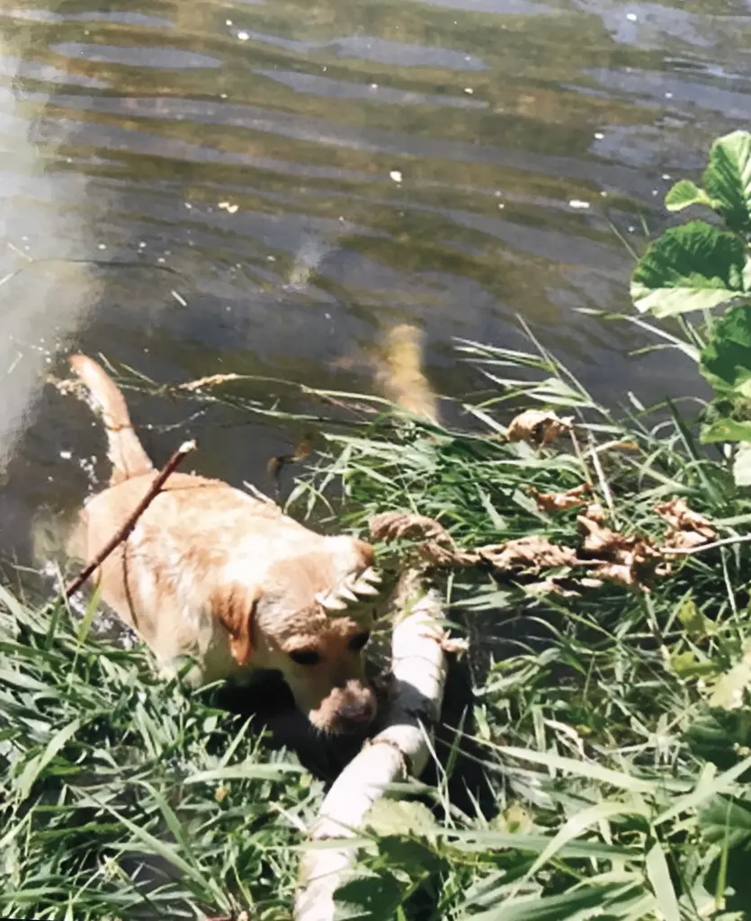 Condolence image of Elzbieta mit Max im Herzen 
