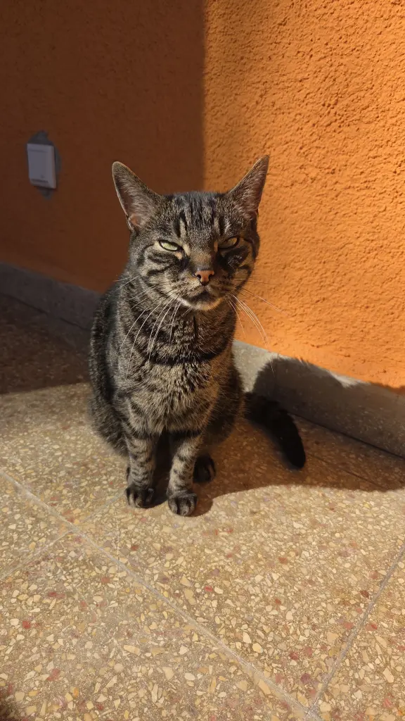 Image from Simba