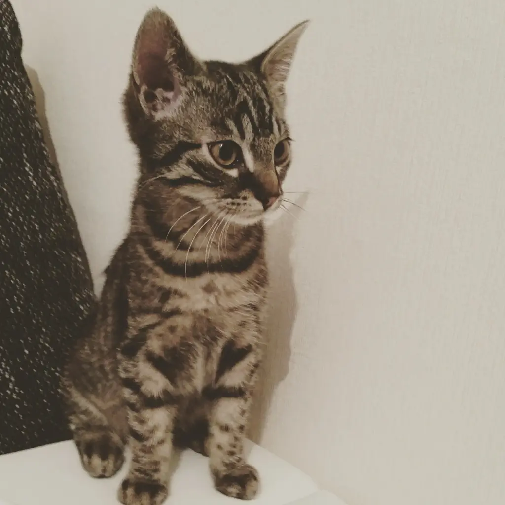 Baby Simba ❤️