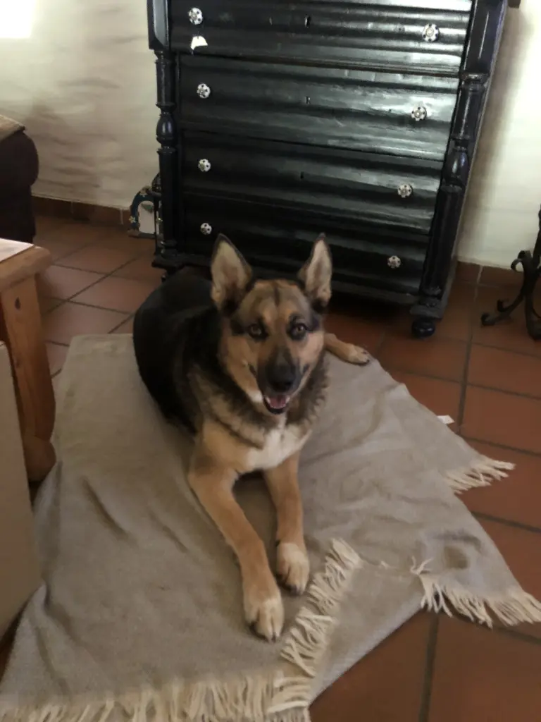 Image from Stella