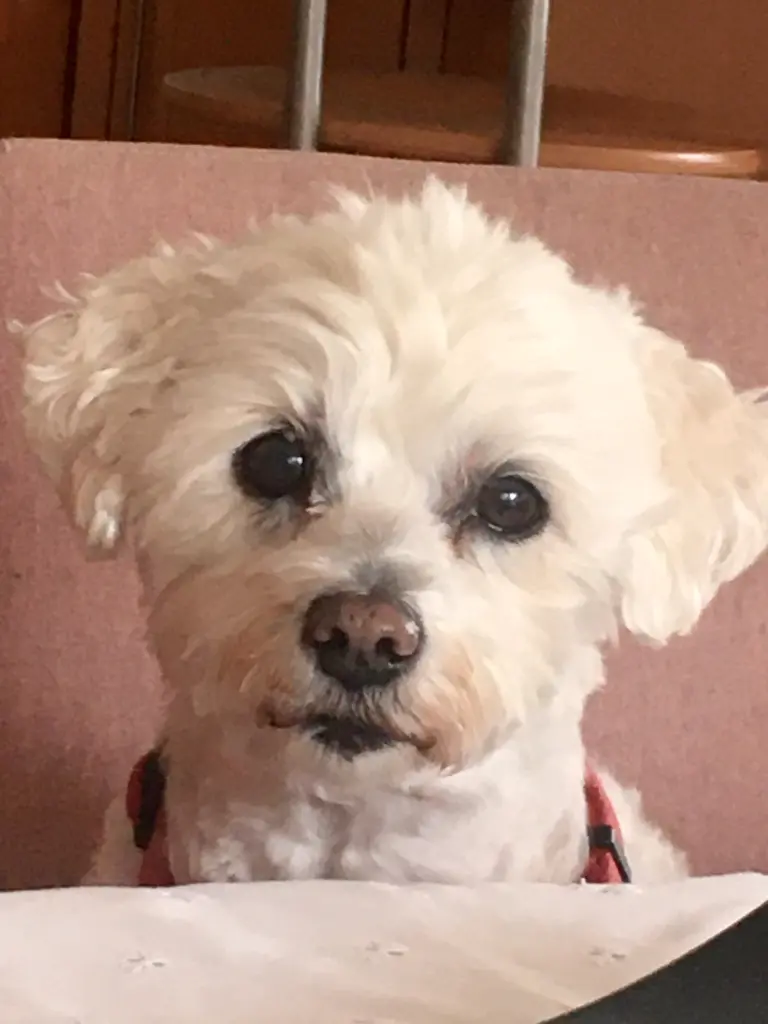 Condolence image of Guido