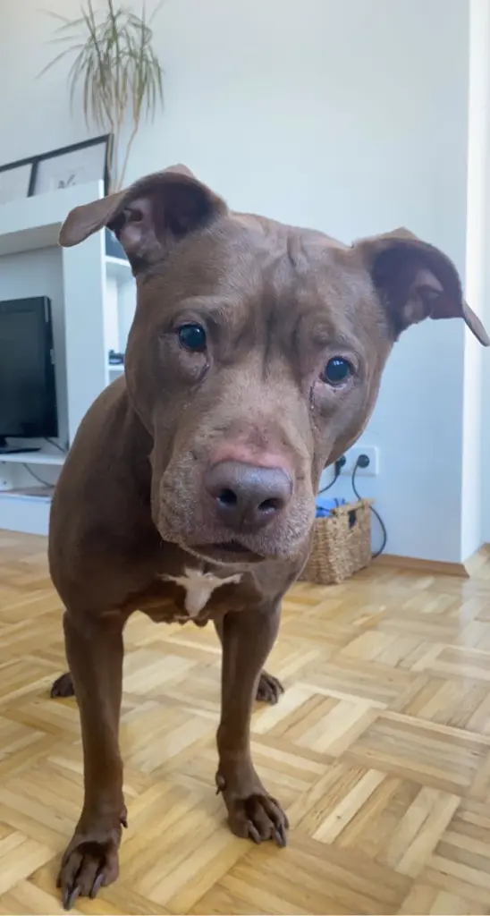 Andachtsbild von Kaya