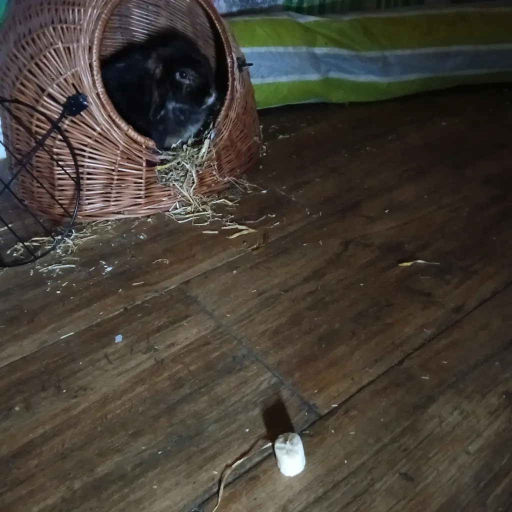 Wo ist meine Banane?