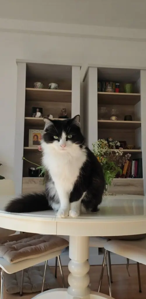 Bild von Panda