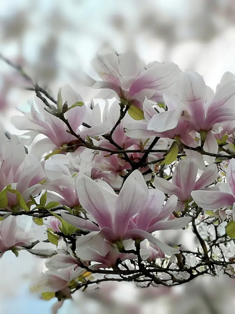 Condolence image of Paula Mcilwaine