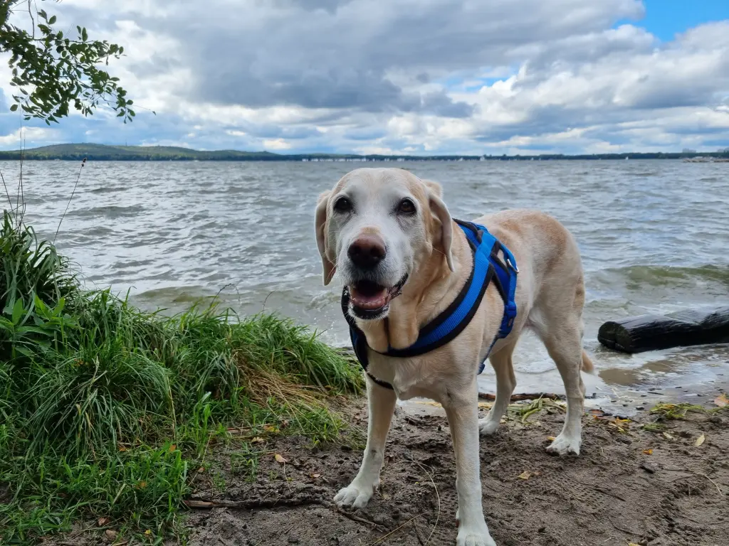 Image from Maxi-Sarabi