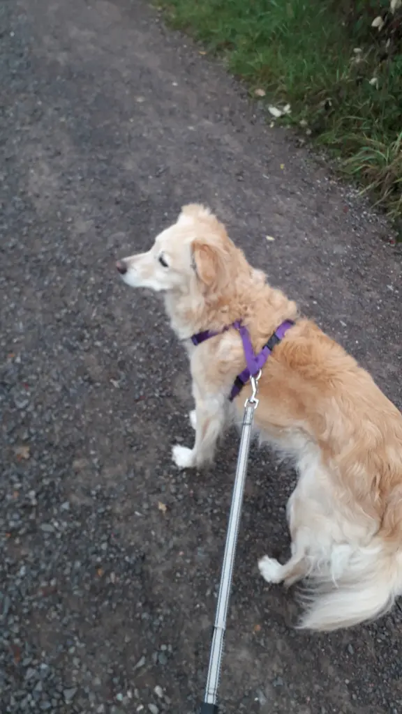 Andachtsbild von Irina mit Sammy und Boss