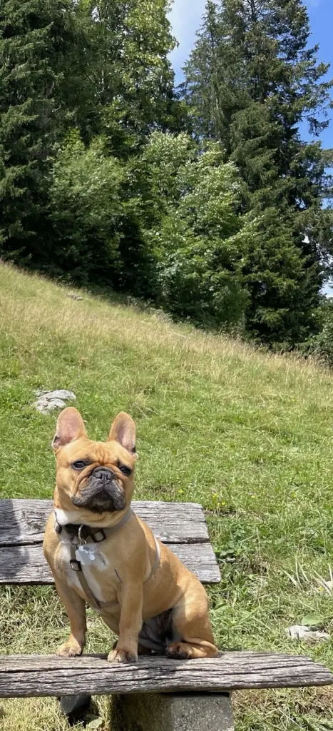Unsere Ellamaus