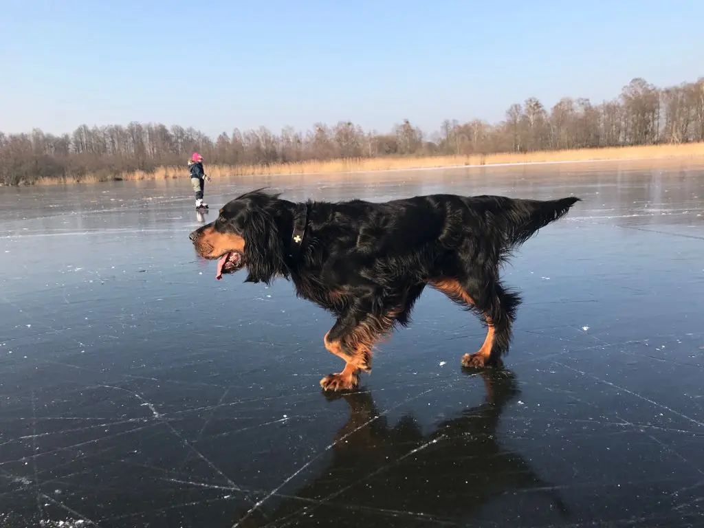 Bei der Jagd auf dem Eis
