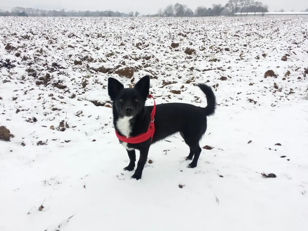 Bild von Lila "Weltallhund"