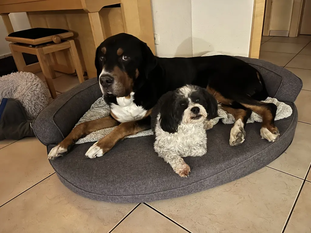 Ziemlich beste Freunde