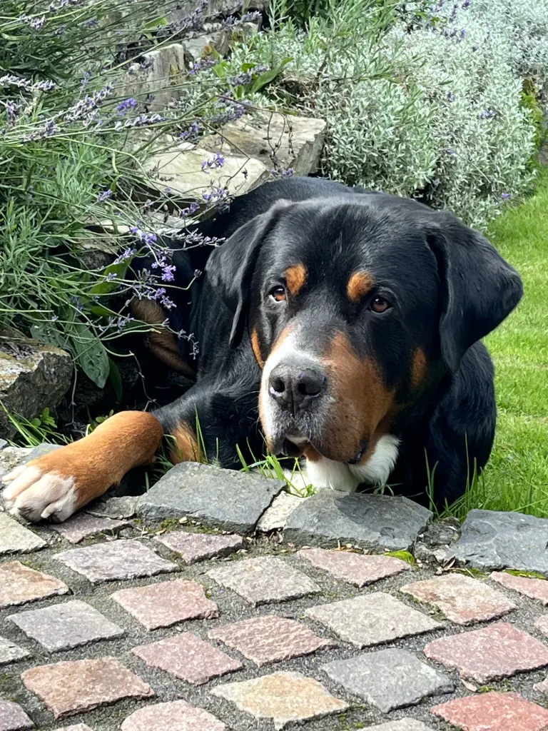 Im Gartenparadies ❤️