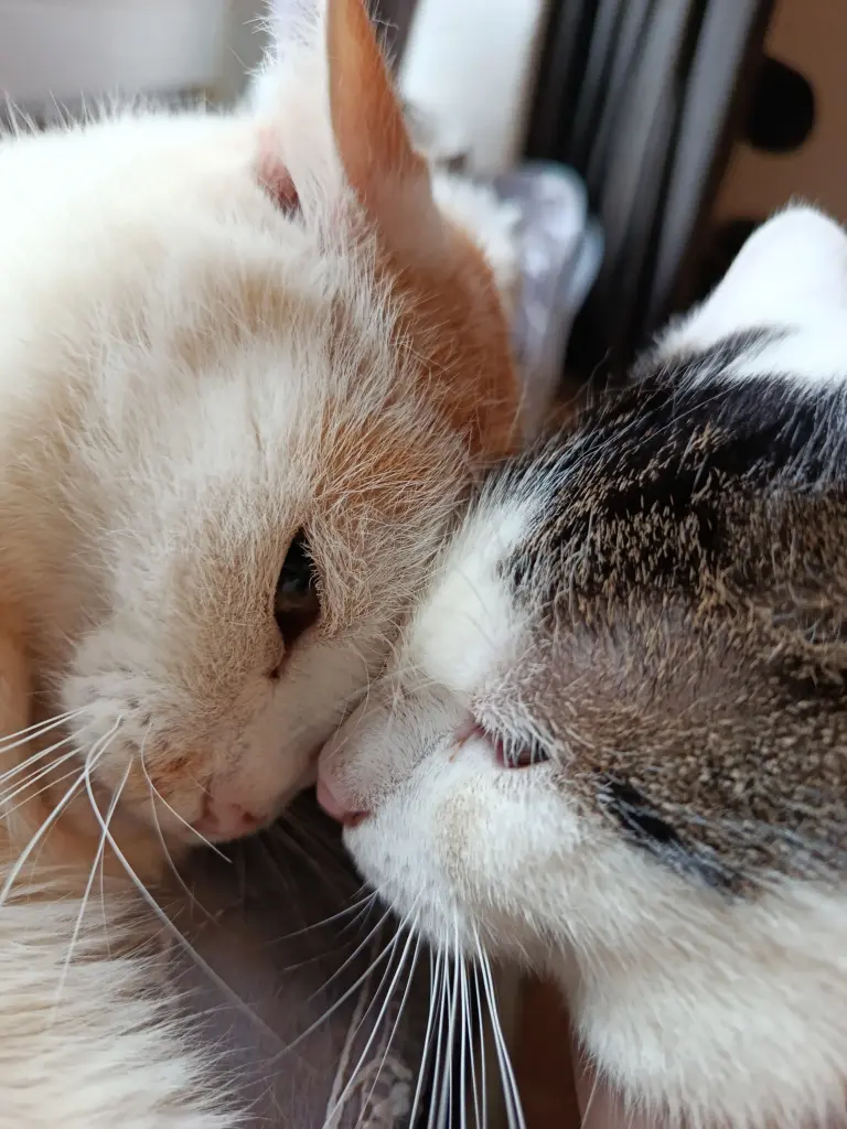 Dein Kumpel vermisst dich auch...