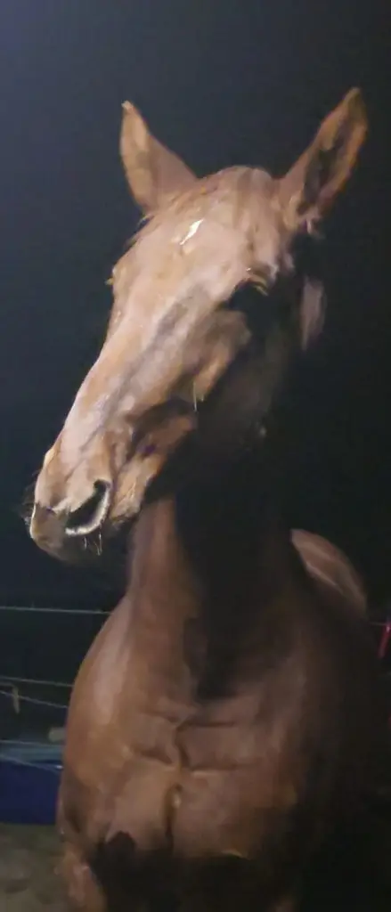 Bild von Red Renegade