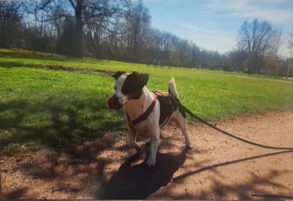 Gassi gehen im Park