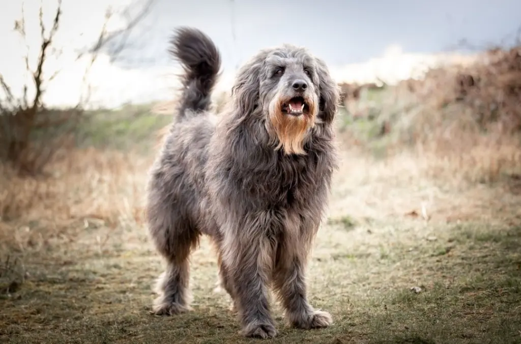 Hulk, aufmerksam und lustig