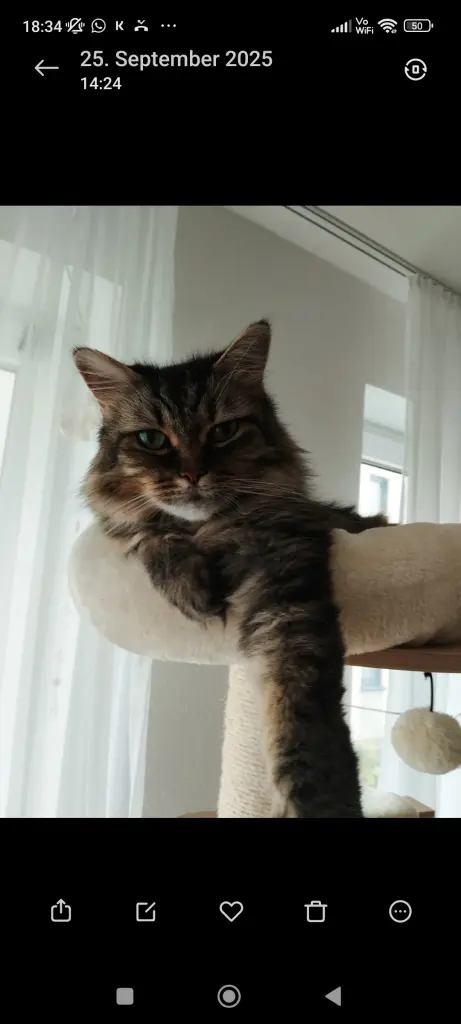 Image from Tiger