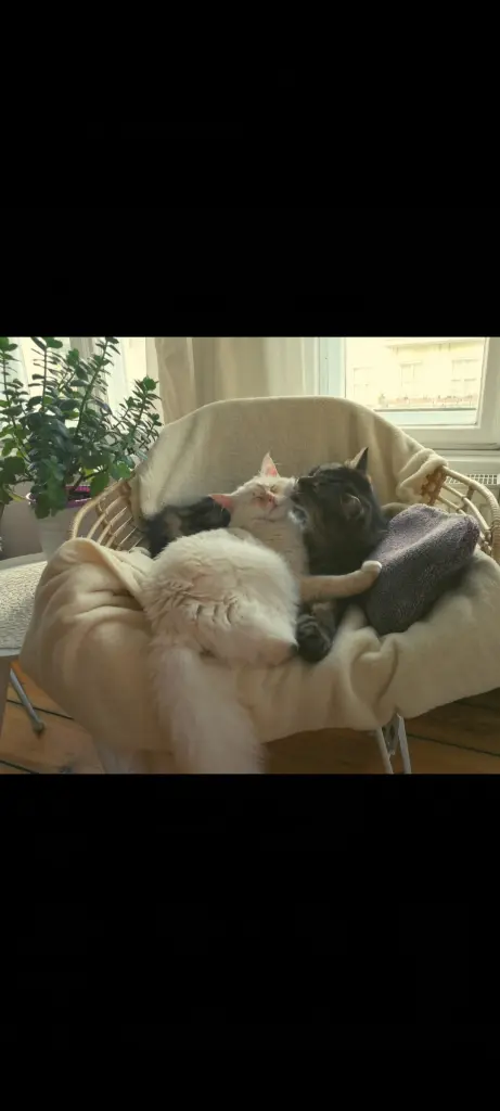 Image from Tiger