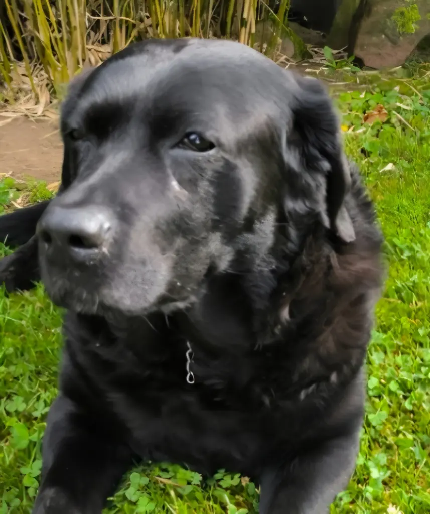 Andachtsbild von Antonia Eifmdf