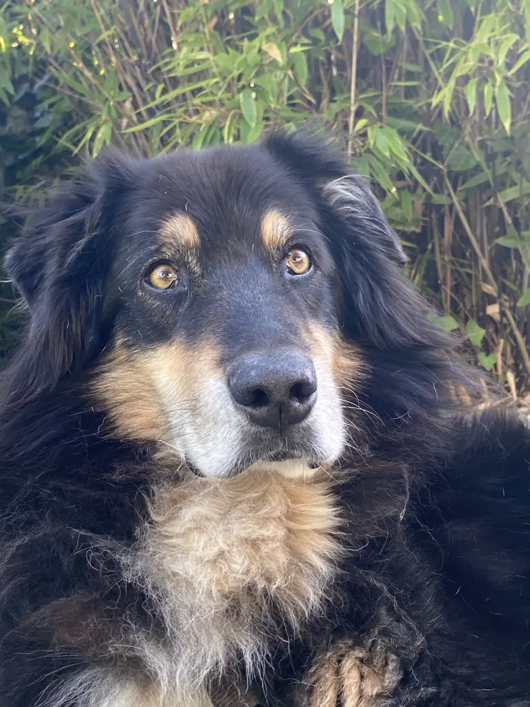 Image from Frodo