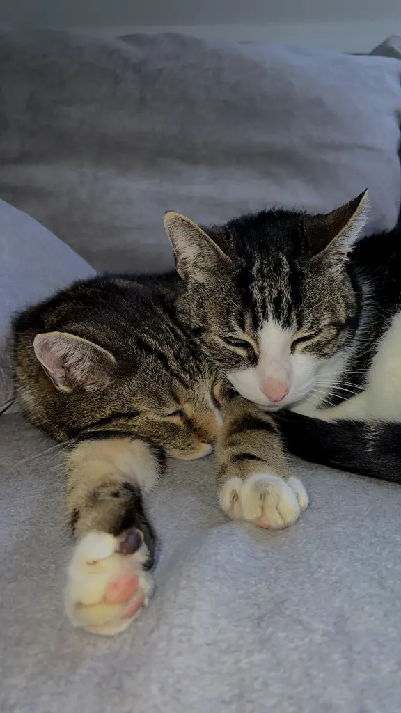 Andachtsbild von Janina