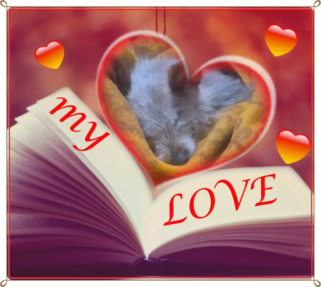 Andachtsbild von Dzień Dobry❤️❤️❤️Kochana❤️❤️❤️Śnieżynko❤️🐕⭐️🙏🙏🙏🌹🌹🌹