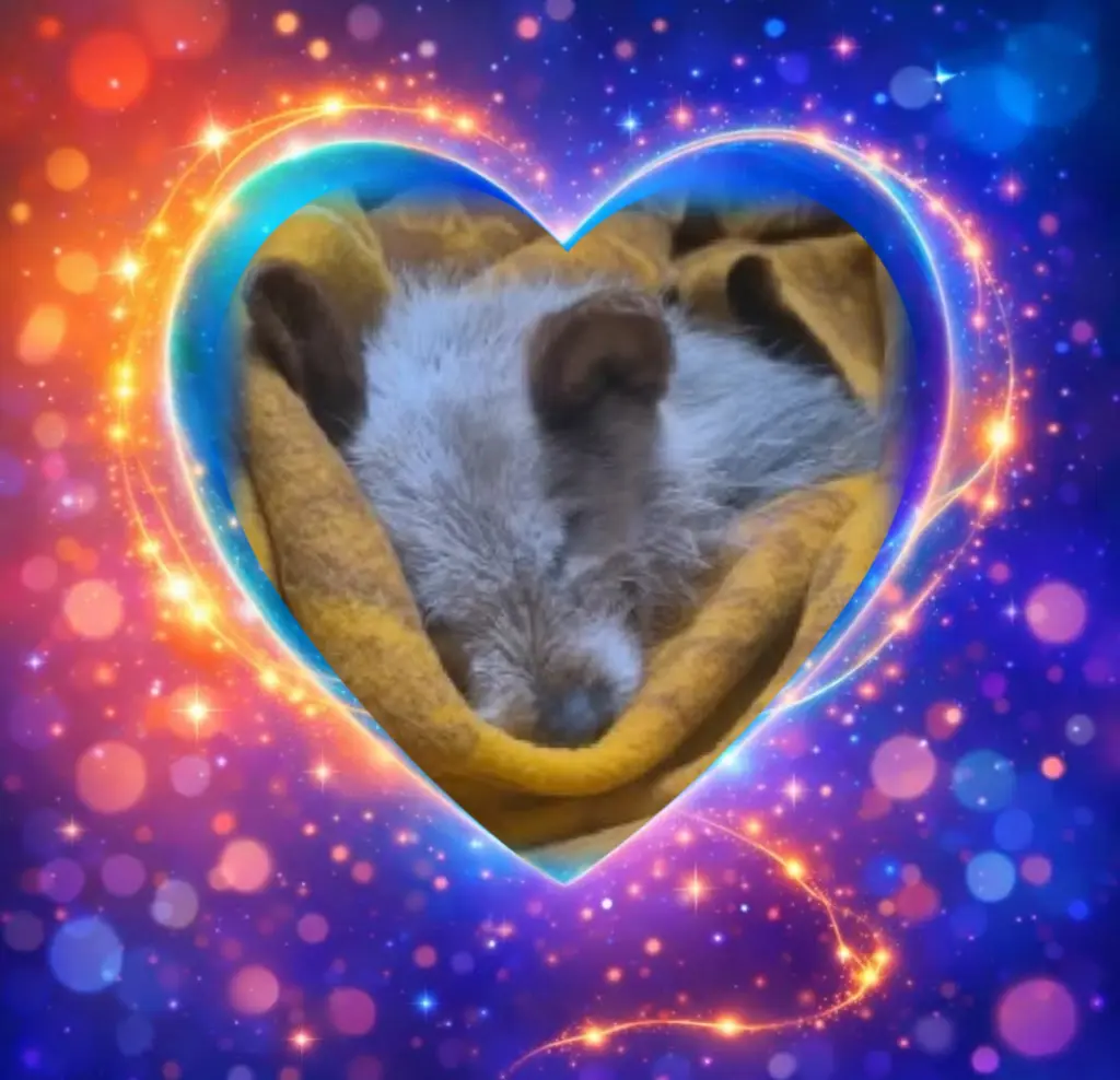 Condolence image of ✨️Dobranoc✨️ kochana Śnieżynko♥️