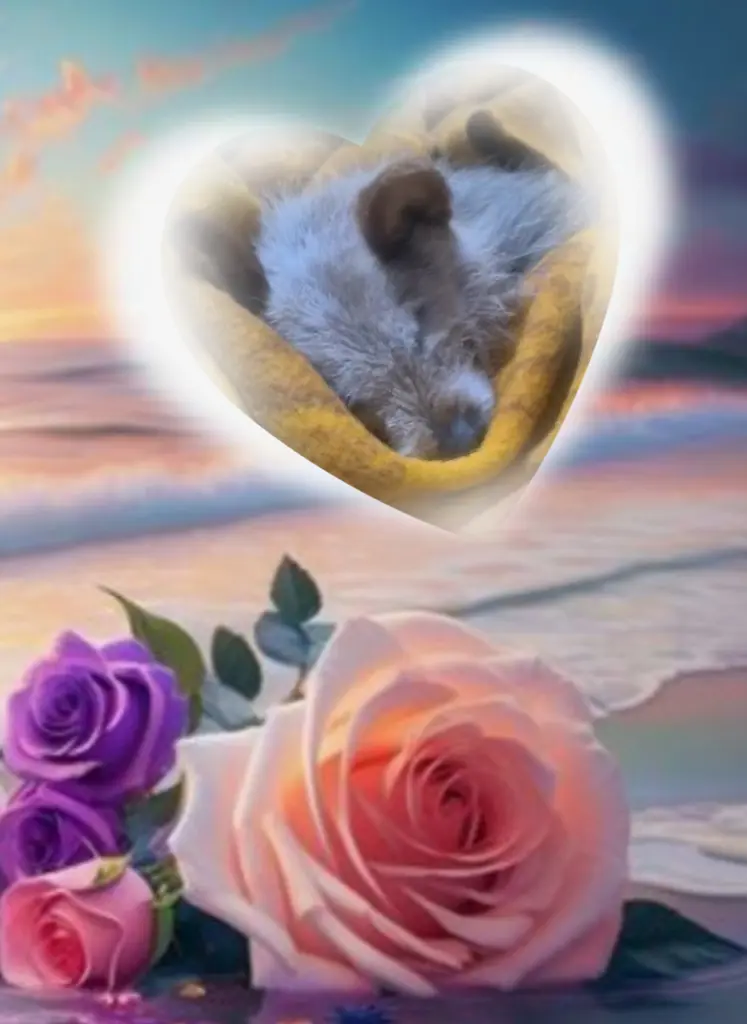 Condolence image of E&K mit Jacki♥️ für Śnieżynka♥️