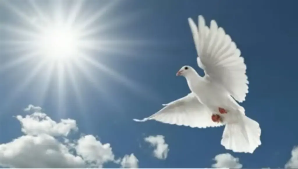 Condolence image of E&K mit Jacki♥️ für Śnieżynka♥️