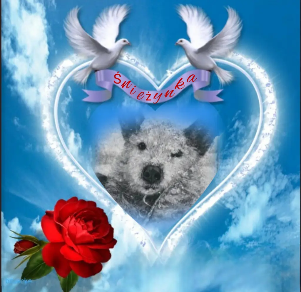 Condolence image of Śnieżynka♥️ geliebt♥️ und unvergessen♥️