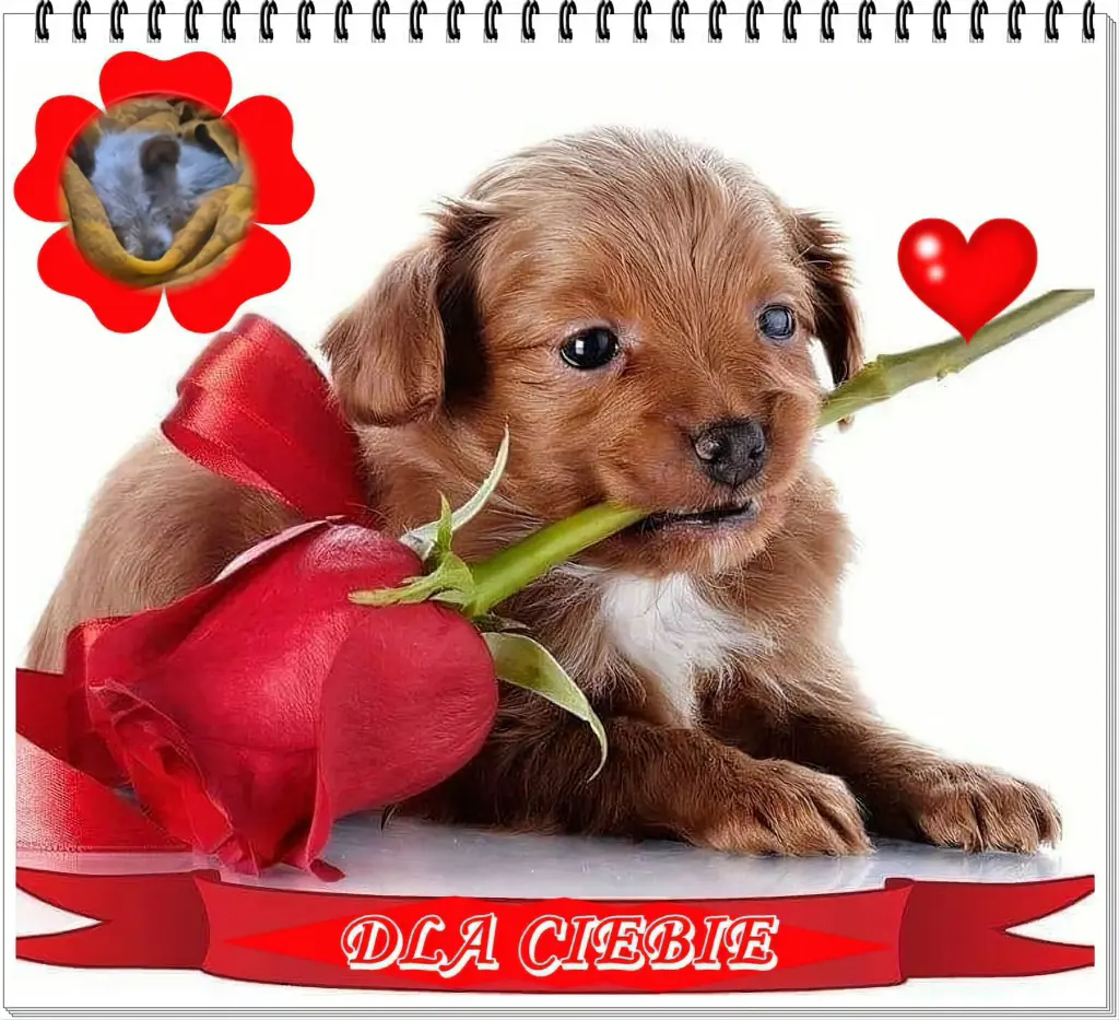 Condolence image of Dzień Dobry❤️❤️❤️Ukochana❤️❤️❤️Śnieżynko❤️⭐️🫶🫶🫶💋💋💋