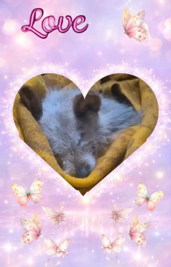 Condolence image of Dzień Dobry❤️❤️❤️Ukochana❤️❤️❤️Śnieżynko❤️⭐️🫶🫶🫶💋💋💋