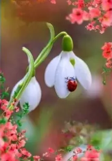 Condolence image of E&K mit Jacki♥️ für Śnieżynka♥️