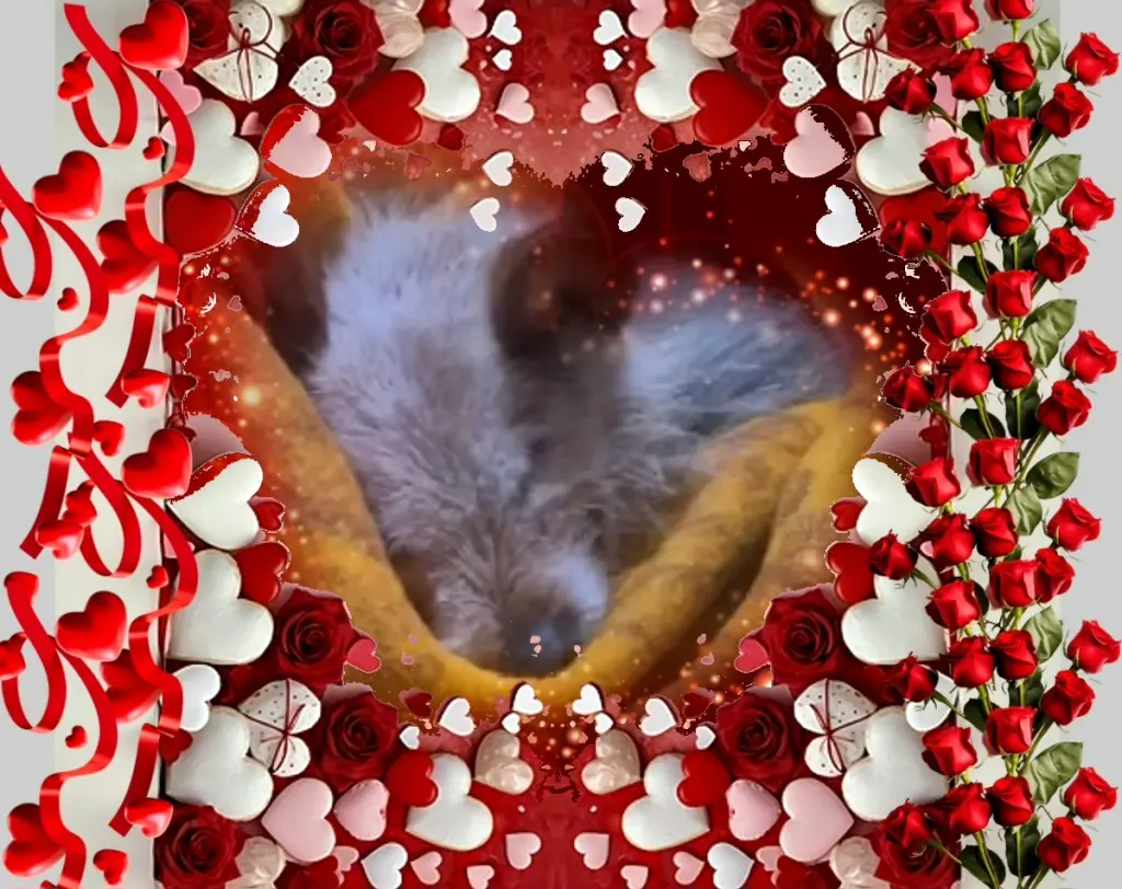 Condolence image of Dobrej Nocki💙🩵💚Ukochana❤️❤️❤️Śnieżynko❤️⭐️💋💋💋🫶🫶🫶