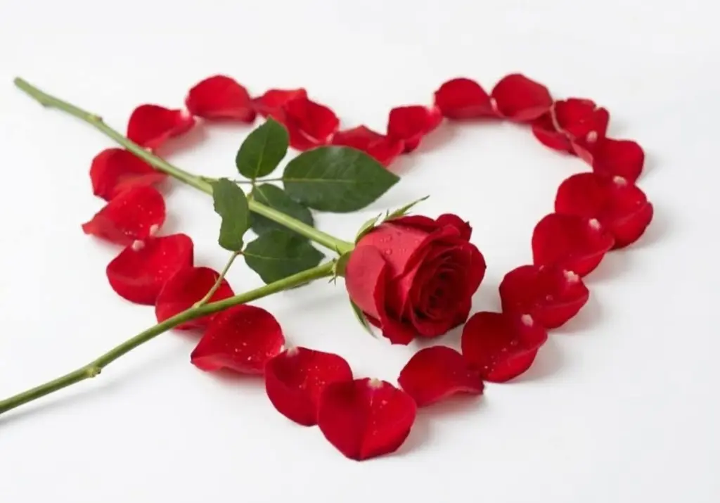 Condolence image of E&K mit Jacki♥️ für Śnieżynka♥️