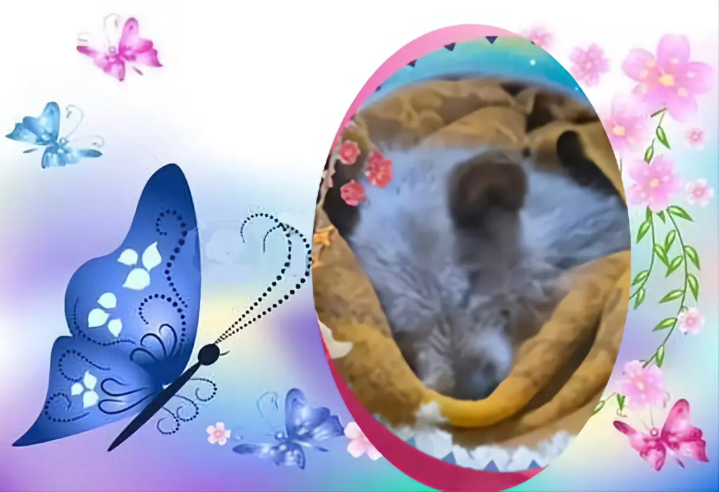 Condolence image of Dzień Dobry❤️❤️❤️Kochana❤️❤️❤️Śnieżynko❤️🐕⭐️