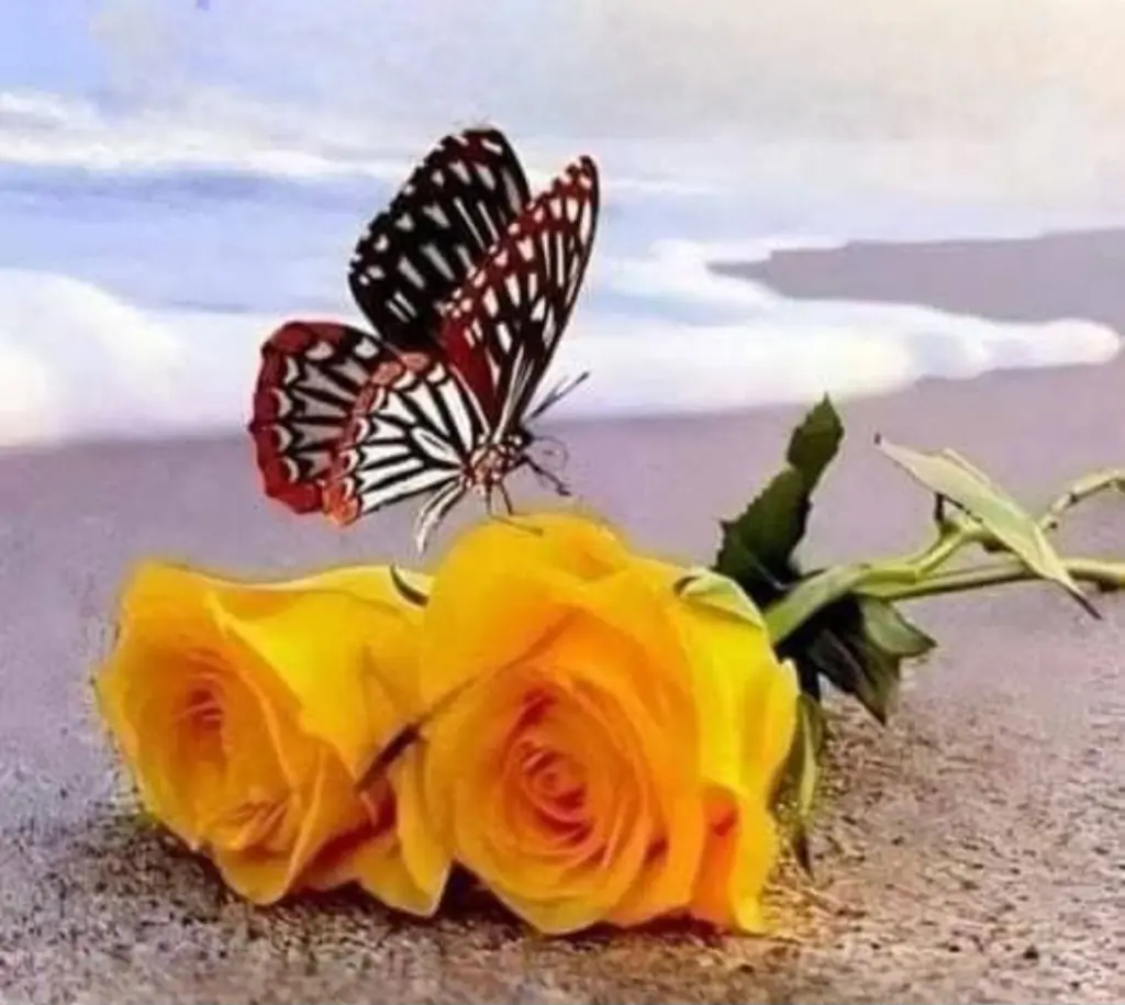 Condolence image of E&K mit Jacki♥️ für Śnieżynka♥️