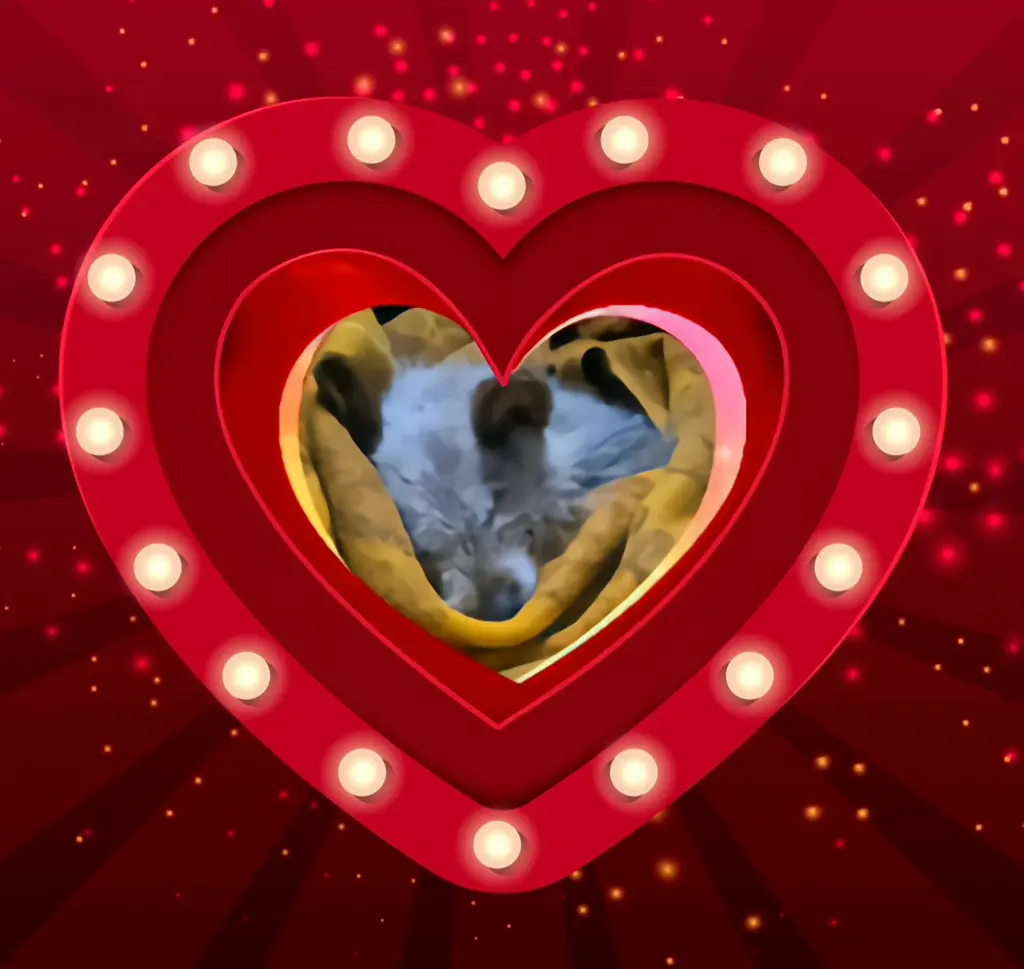 Condolence image of Dobrej Nocki❤️❤️❤️Kochana❤️❤️❤️Śnieżynko❤️🐕⭐️🫶🫶🫶💋💋💋